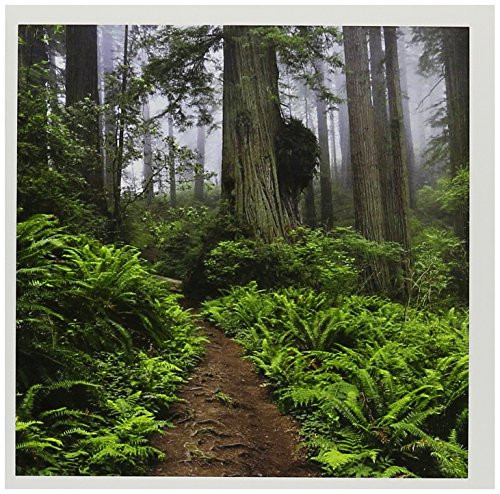 3dRose Path, Giant redwood trees, Redwood NP, California - US05 RKL0040 - Raymond Klass - Greeting Cards, 6 x 6 inches, set of 12 (gc_88620_2)
