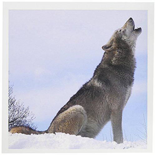 3dRose The Wolf Howling - Greeting Cards, 6 x 6 inches, set of 12 (gc_62431_2)