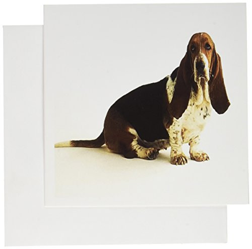 3dRose Greeting Cards, 6 x 6 Inches, Pack of 12, Handsome Basset Hound (gc_80272_2)