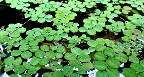 Hot Sale! Water Spangles_Salvinia minima_Live Aquarium Aquatic Floating _10 Plants_
