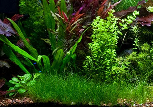 Dwarf Hair Grass Carpet Portion Live Aquarium Plant Freshwater _ Buy 2 Get 1 Dwarf Hair Grass Carpet Portion Live Aquarium Plant Freshwater _ Buy 2 Get 1