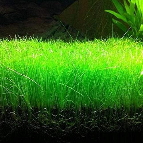 Dwarf Hairgrass Eleocharis Parvula Live Aquarium Plants Freshwater _ Buy 2 Get 1 Dwarf Hairgrass Eleocharis Parvula Live Aquarium Plants Freshwater _ Buy 2 Get 1