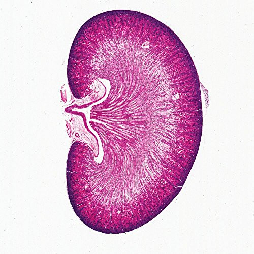 Mammal Kidney_ Median sag. sec. 7 m H and E Microscope Slide