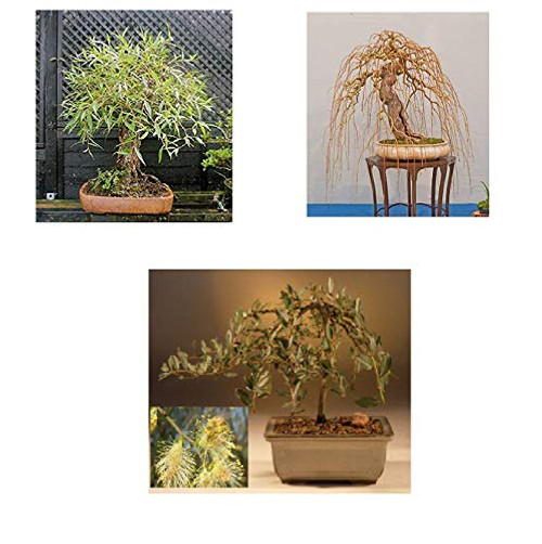 Bonsai Willow Tree Bundle _ 3 Large Trunk Bonsai Tree Cuts _ Get one Each Golden Curls_ Globe_ Green Weeping _ Ready to Plant _ Indoor Outdoor Bonsai Tree's