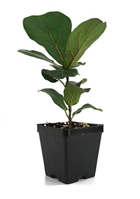 Ficus lyrata 'Bambino' _ Dwarf Fiddle Leaf Fig _4 inch  Pot_