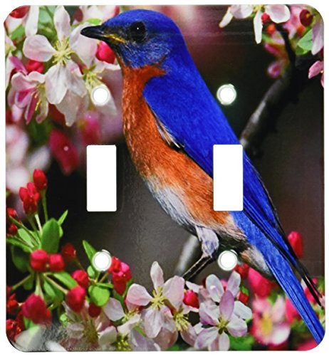3dRose lsp_55179_2 Beautiful Bluebird n Cherry Blossoms Toggle Switch