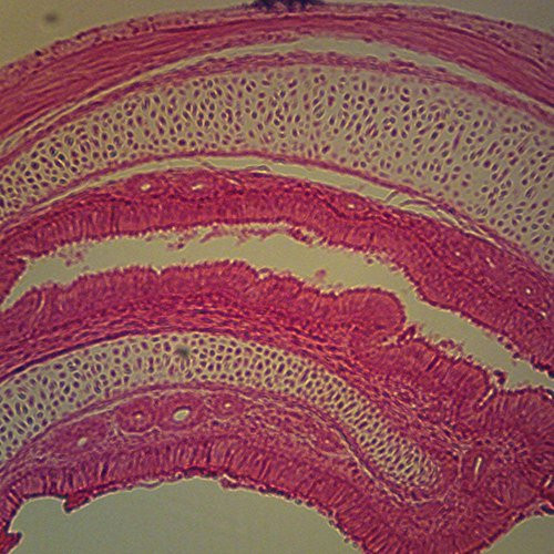 Mammal Trachea Slide_ c.s_ 7 m_ H and E