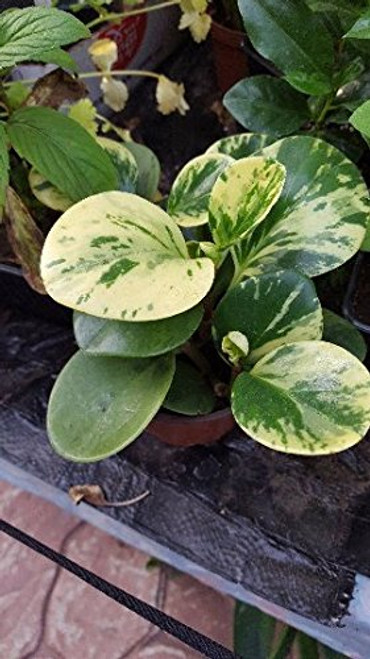 9EzTropical _ Variegated Peperomia obtusifolia _ Baby Rubber Plant _ Ship in 3 inch  Pot
