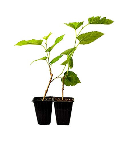 9GreenBox _ Dwarf Mulberry Tree _ 2 Pack