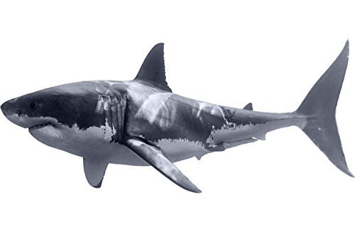 VWAQ Great White Shark Wall Decal Realistic Shark Stickers Peel and Stick Mural PAS3 _16 inch  H X 36W_