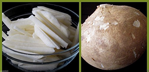 True Jicama Seeds_Pachyrhizus erosus a.K.a _Climbing Yam Bean_ Mexican Turnip_500 Seeds_