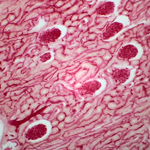 Mammal Kidney_ sec. 7 m H and E Microscope Slide
