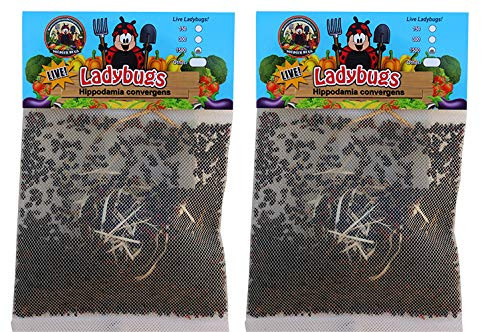 Nature's Good Guys 3000 Live Ladybugs _ _2 X 1500 Live Ladybugs_ _ Guaranteed Live Delivery!