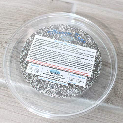 250 Normal Silkworm Eggs _Bombyx Mori_ 250 Normal Silkworm Eggs _Bombyx Mori_