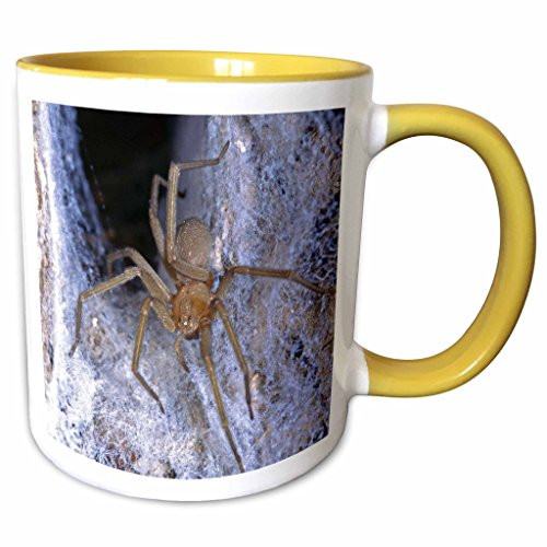 3dRose Danita Delimont - Spiders - Chilean recluse spider - SA05 AMR0122 - Andres Morya Hinojosa - 15oz Two-Tone Yellow Mug (mug_140971_13) 3dRose Danita Delimont - Spiders - Chilean recluse spider - SA05 AMR0122 - Andres Morya Hinojosa - 15oz Two-Tone Yellow Mug (mug_140971_13)