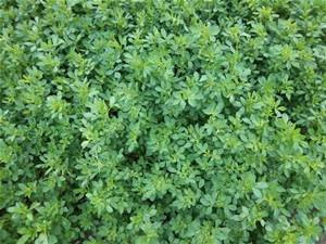 Alfalfa Seed 5lb Bag _Coated_