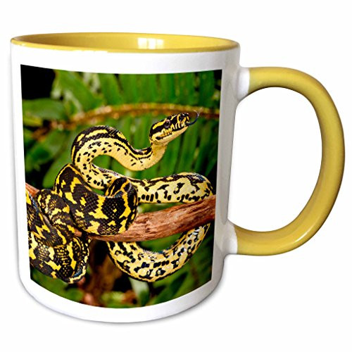 3dRose Danita Delimont - Snakes - Jungle Carpet Python snake, Australia, New Guinea - NA02 DNO0898 - David Northcott - 15oz Two-Tone Yellow Mug (mug_140182_13) 3dRose Danita Delimont - Snakes - Jungle Carpet Python snake, Australia, New Guinea - NA02 DNO0898 - David Northcott - 15oz Two-Tone Yellow Mug (mug_140182_13)