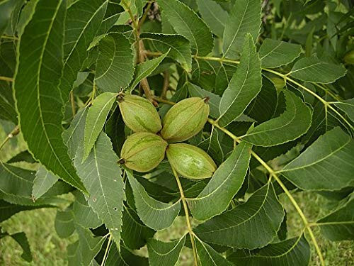 Northern Pecan Tree Live Plant _6_8 Inches_