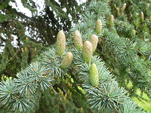 Cold Hardy Cedar Of Lebanon _ Cedrus libani 'Eugene' _ 1 _ Year Live Plant