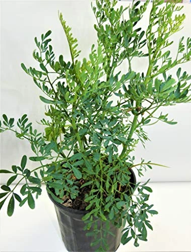 ruda rue Full Plant with Root