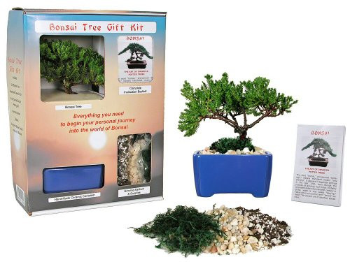 Eve's Bonsai Tree Starter Kit_ Complete Kit with 2 Year Old Japanese Juniper in Gift Box