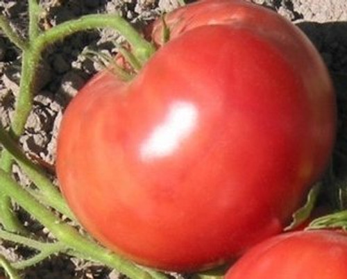 Tomato Seeds German Queen inchLuscious  Sweet Beefsteak inch  25 Seed Pack  USA Product. Packed by JACOBS LADDER ENT. -25-