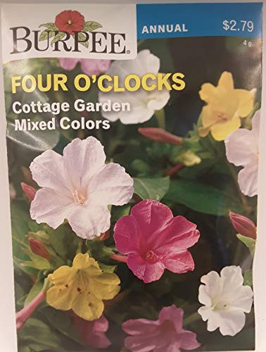 Burpee Flower Four O Clocks Mix 50 Seeds per Packet