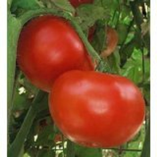 Tomato Jet Star Tomato Seeds 25 Seed Pack USA Product. JACOBS LADDER ENT. -25- Tomato Jet Star Tomato Seeds 25 Seed Pack USA Product. JACOBS LADDER ENT. -25-