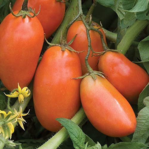 Burpee San Marzano  Heirloom Paste Tomato  75 seeds