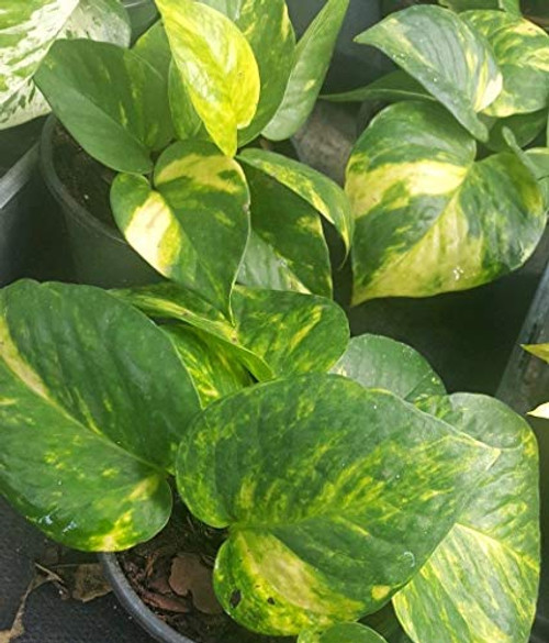 Golden Pothos Devil s Ivy 6 LeavesPper 4 inch Pot