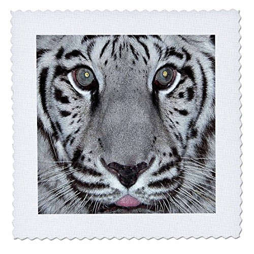 3dRose qs_11529_4 White Tiger with Tongue Quilt Square, 12 by 12-Inch