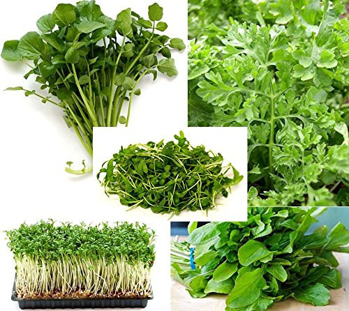 300 Plus  Cress Salad Blend Seeds Mix 6 Varieties Heirloom Non-GMO Delicious and Spicy Super Easy to Grow! from USA