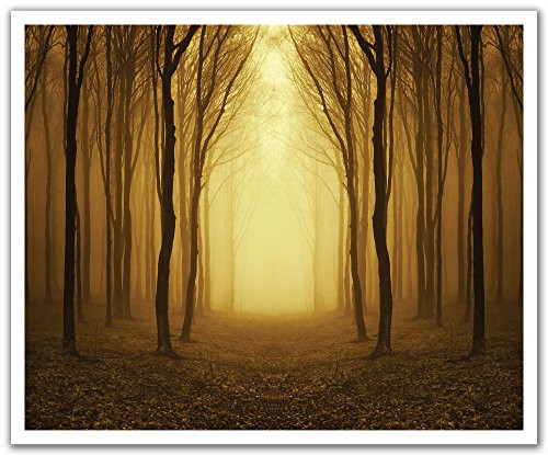 JP London POS2371 uStrip Peel and Stick Removable Wall Decal Sticker Mural Forest Rays Dusk, 24-Inch by 19.75-Inch