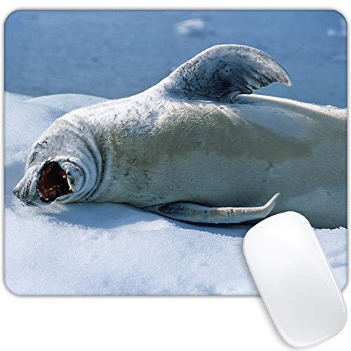 Mouse pad Customized Mousepad Non-Slip Rubber Base Mouse Pads for Computers Laptop Office Desk Accessories Crabeater Seals on The ice in Antarctica Mouse pad