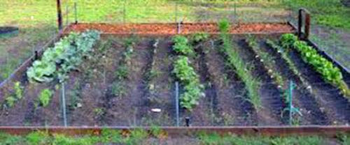 thronesfarm Vegetable Garden Collection  Medium Heirloom -20 Top Varieties per Packet-  Vegetable Seeds