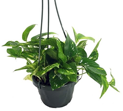 Golden Devil s Ivy - Pothos - Epipremnum - 6 inch Hanging Pot - Clean Air Machine