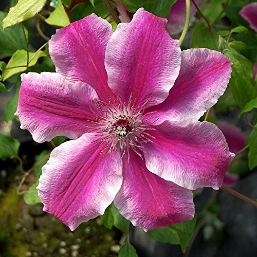 Carnaby Clematis Vine - 2.5 inch Pot