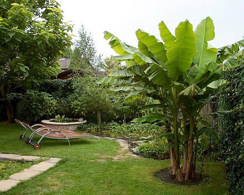 Ohio Grown Winter Hardy Basjoo Banana Plant - Musa - 4 inch Pot