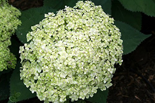 Lime Rickey Hydrangea - 4 inch Pot - Hydrangea arborescens - Proven Winners