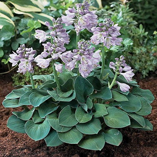 Blue Mouse Ears Hosta - 2008 Hosta of The Year - Dwarf Fairy Garden - 4 inch Pot