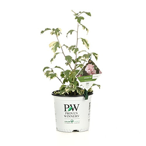 Sugar Tip Rose of Sharon (Hibiscus) Live Shrub, Light Pink Flowers and Variegated Foliage, 1 Gallon Sugar Tip Rose of Sharon (Hibiscus) Live Shrub, Light Pink Flowers and Variegated Foliage, 1 Gallon