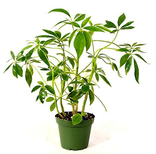 Schefflera Green Hedge Shrub - 4 inch Pot
