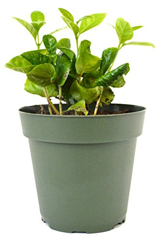 9GreenBox - Arabica Coffee Plant - 4 inch Pot