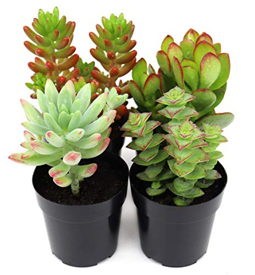 Succulents Plants Live 2.5 inch Pots Fully Rooted in Planter Pots with Soil Hand Selected Variety Pack of Mini Succulents -4-