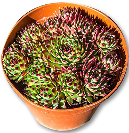 Fat Plants San Diego Succulent Plant-s- Fully Rooted in 4 inch Planter Pots with Soil - Real Live Potted Succulents Unique Indoor Cactus Decor -1  Sempervivum-