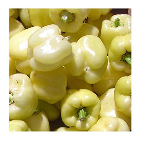 David s Garden Seeds Pepper Bell White 1517 -White- 25 Non-GMO Heirloom Seeds David s Garden Seeds Pepper Bell White 1517 -White- 25 Non-GMO Heirloom Seeds