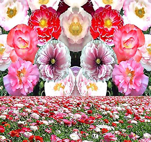 Big Pack - -140 000 Plus - Double Shirley Poppy Flower Seeds - Papaver rhoeas ~ Very Double and Showy - Shades Of White Pink and Red Flower Seeds - Flower Seeds By MySeeds.Co -Big Pack - Double Shirley Poppy- Big Pack - -140 000 Plus - Double Shirley Poppy Flower Seeds - Papaver rhoeas ~ Very Double and Showy - Shades Of White Pink and Red Flower Seeds - Flower Seeds By MySeeds.Co -Big Pack - Double Shirley Poppy-