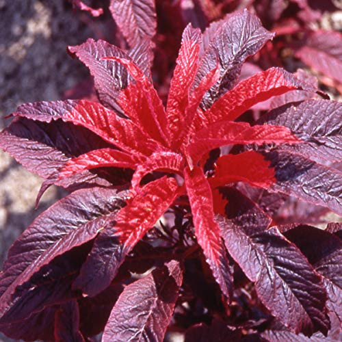 Outsidepride Amaranthus Molten Fire - 5000 Seeds