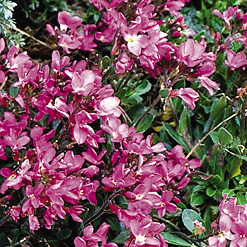 Outsidepride Arabis Spring Charm Flowering Ground Cover Seed - 5000 Seeds Outsidepride Arabis Spring Charm Flowering Ground Cover Seed - 5000 Seeds