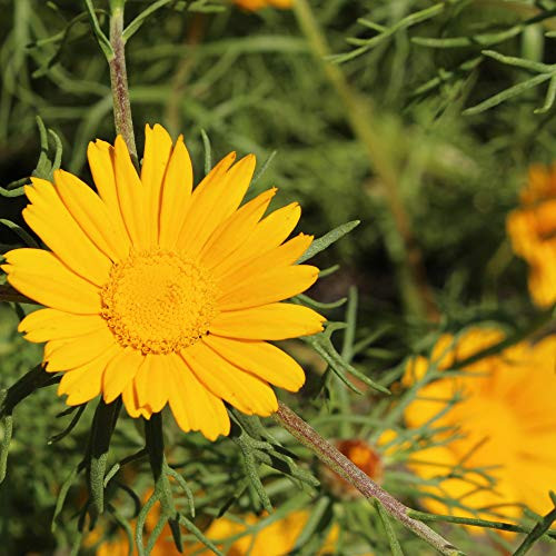 Outsidepride Palm Spring Daisy - 5000 Seeds